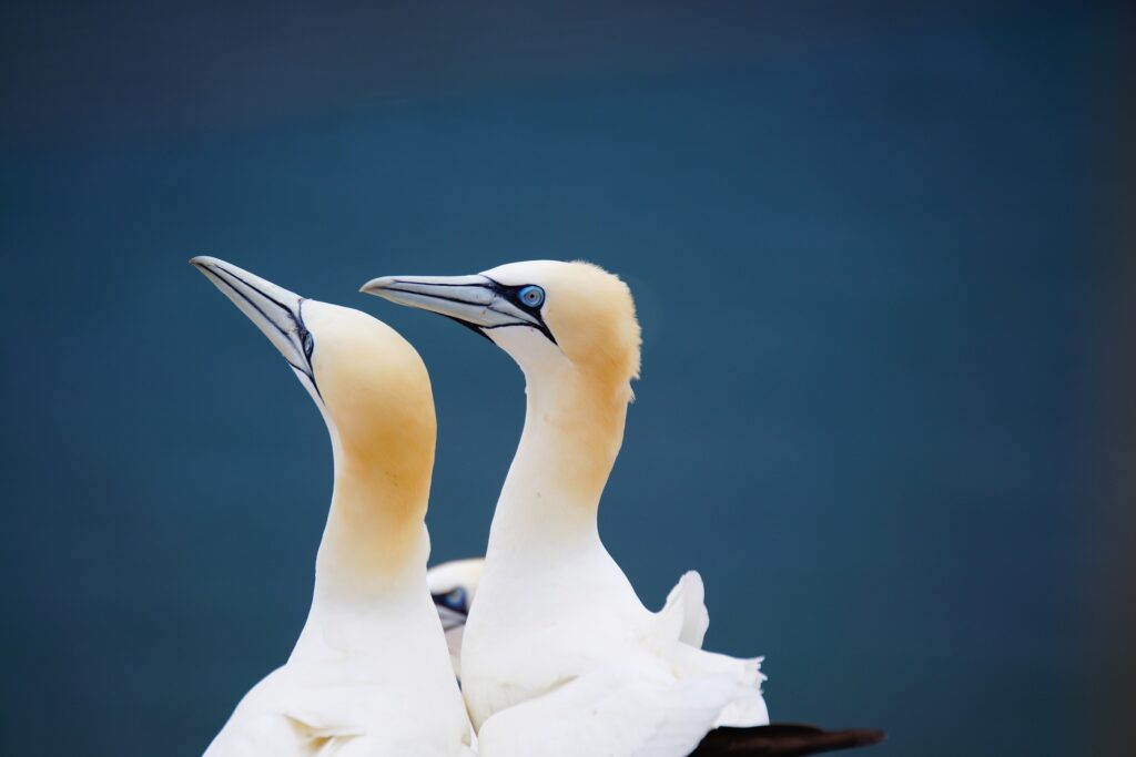 northern gannet gea7728b04 1920